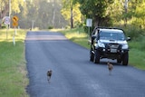 Two chicks on the road