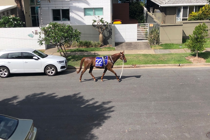 A racing horse trotting down a suburban street
