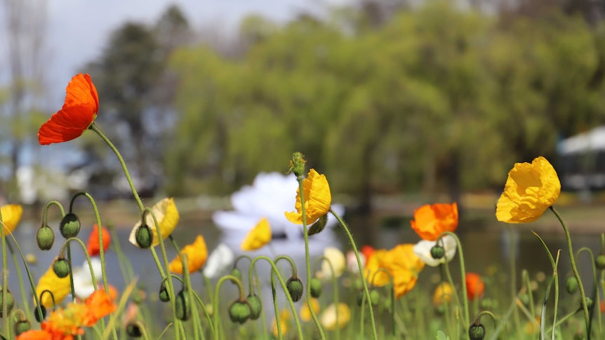 Red and yellow poppies with an out of focus lake in the background