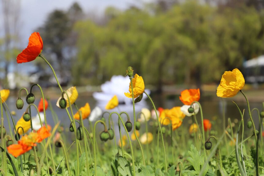 Red and yellow poppies with an out of focus lake in the background