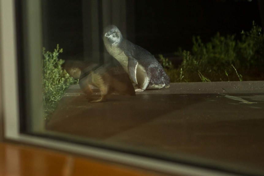 A little penguin looking into the lounge room window.