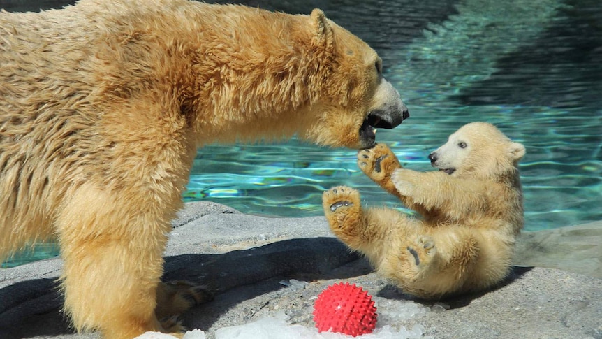 Henry, the five-month-old polar bear cub, plays with mother Liya.