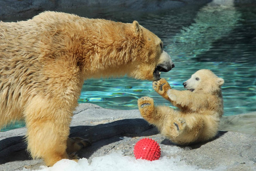 Henry, the five-month-old polar bear cub, plays with mother Liya.