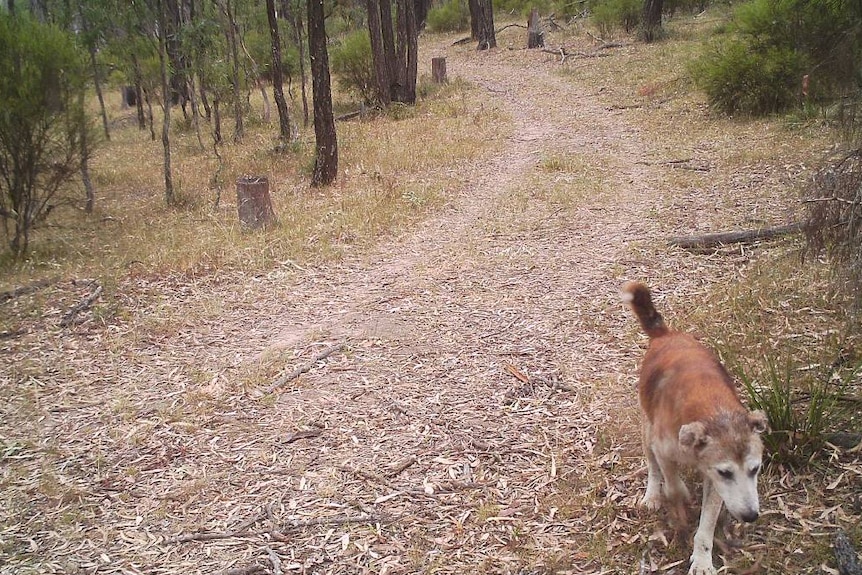 Wild dogs endemic across Hunter Valley.