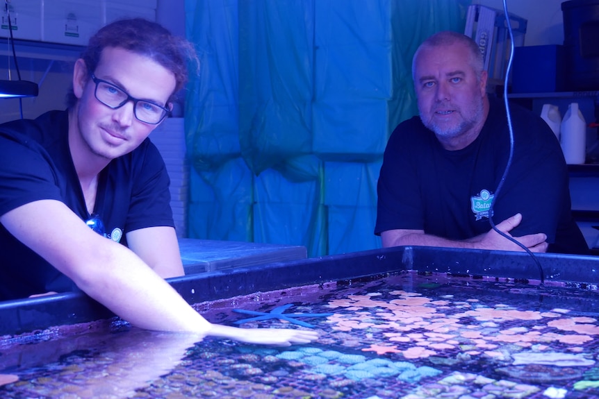 Two men, lit with a blue light, in front of a coral aquarium.
