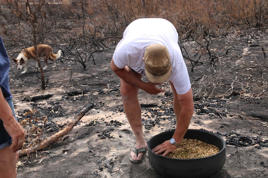 A person places a bowl of feed on the ground, blackened earth and branches around them.