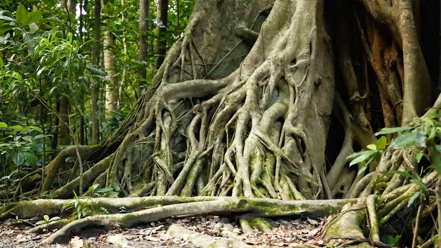 Giant strangler fig in the Daintree, QLD
