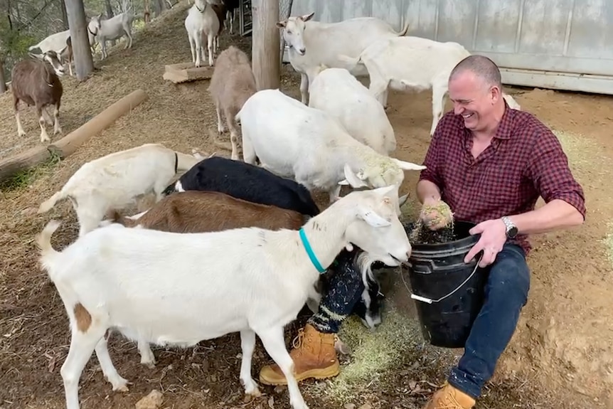 A man sits in a yard with goats feeding them hay