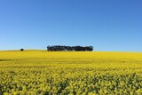 A field of canola, with trees in the background and a blue sky overhead.