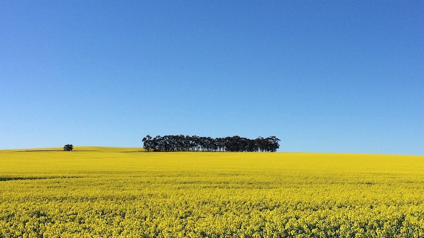 A field of canola, with trees in the background and a blue sky overhead.