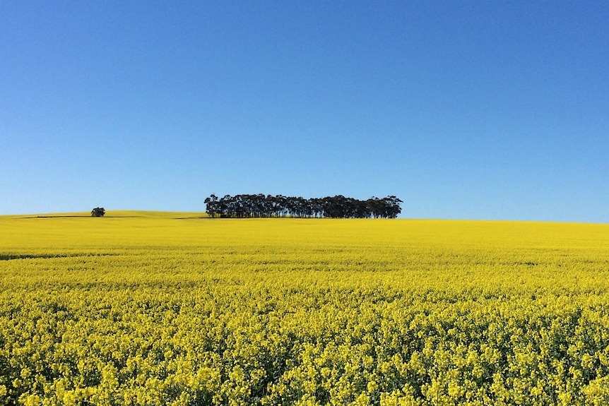 A field of canola, with trees in the background and a blue sky overhead.