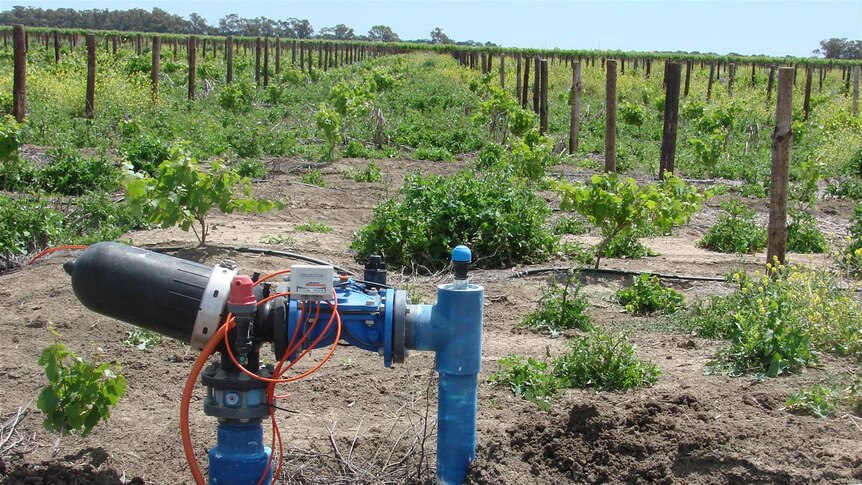 The Stotts are replacing flood irrigation technology with drip.