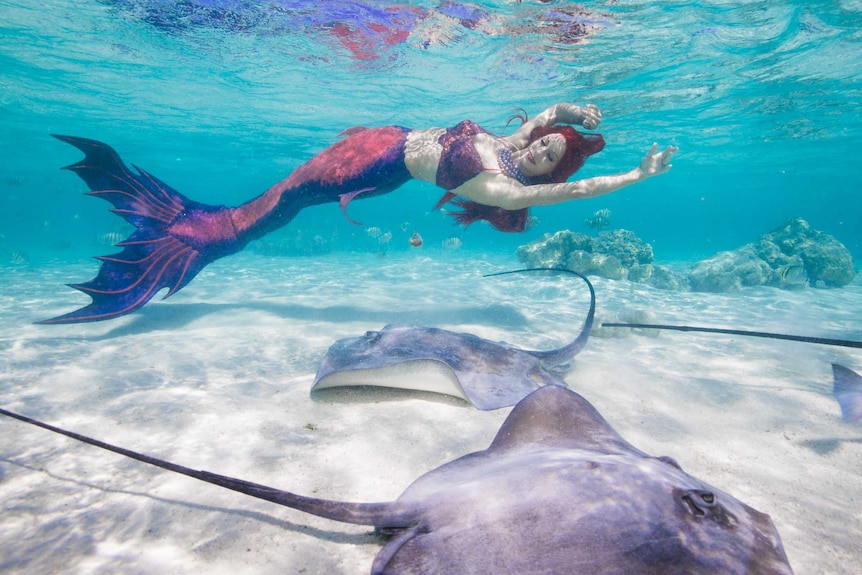 A woman dressed as a mermaid swims above some rays.
