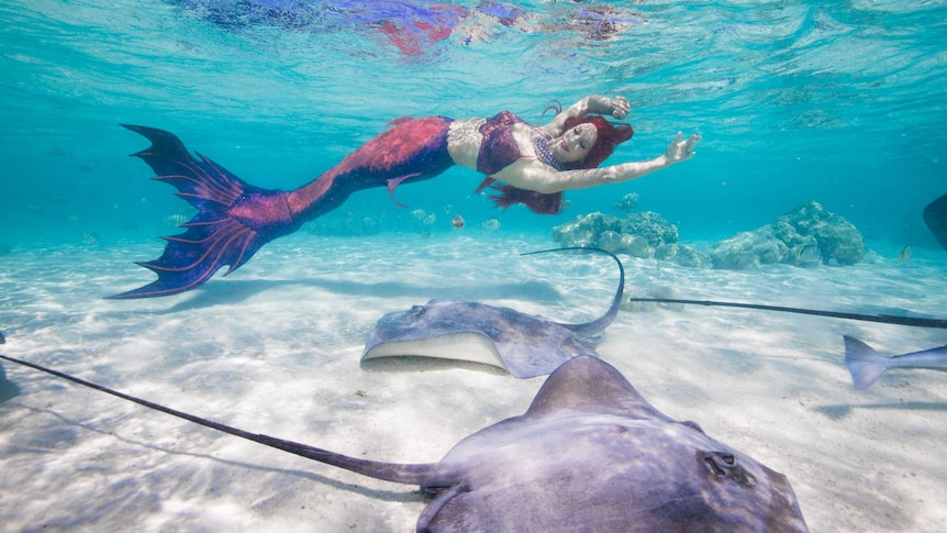 A woman dressed as a mermaid swims above some rays.