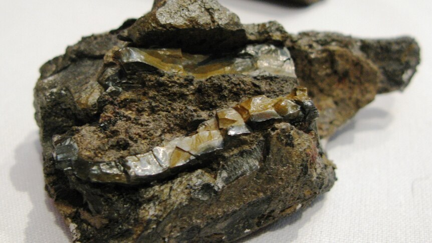 Dicynodont fossil found in Tasmania