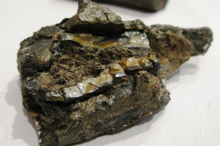 Dicynodont fossil found in Tasmania
