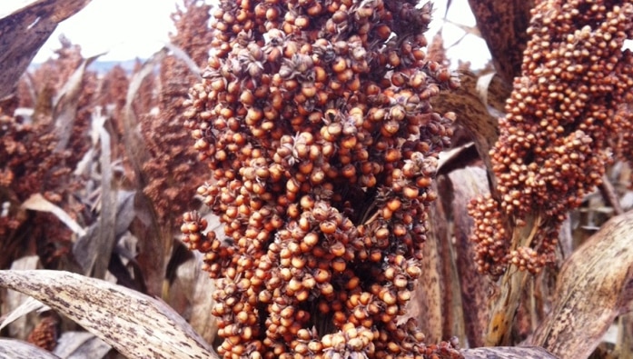 Sorghum in a field on the Darling Downs