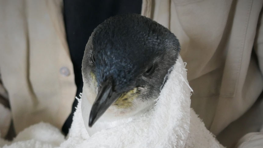 Injured penguin swaddled in a towel.