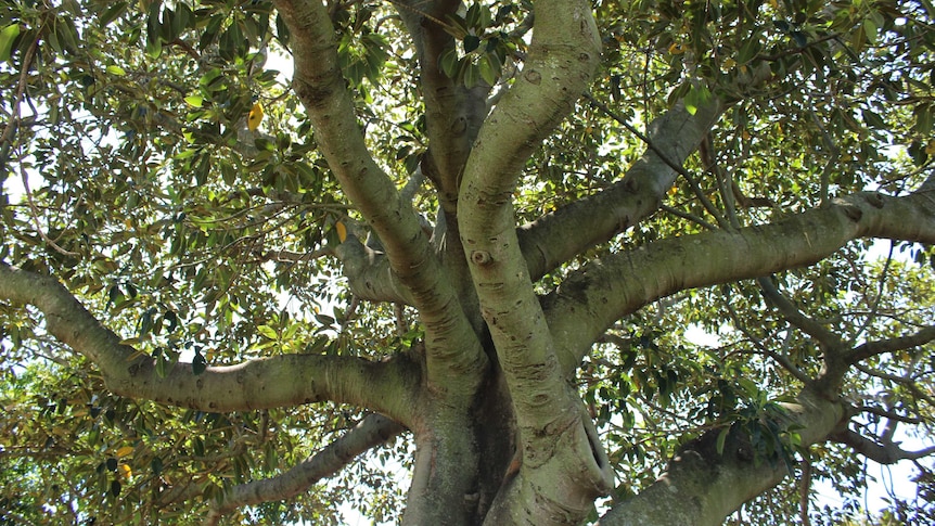 A Morton Bay fig tree