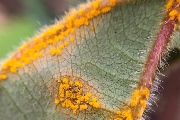 Myrtle rust infection on a young satinay sapling after fire.