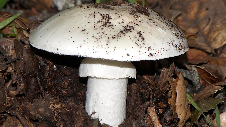 A death cap (Amanita phalloides) mushroom.