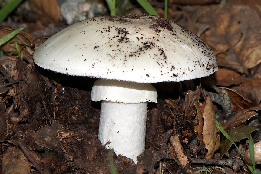 A death cap (Amanita phalloides) mushroom.