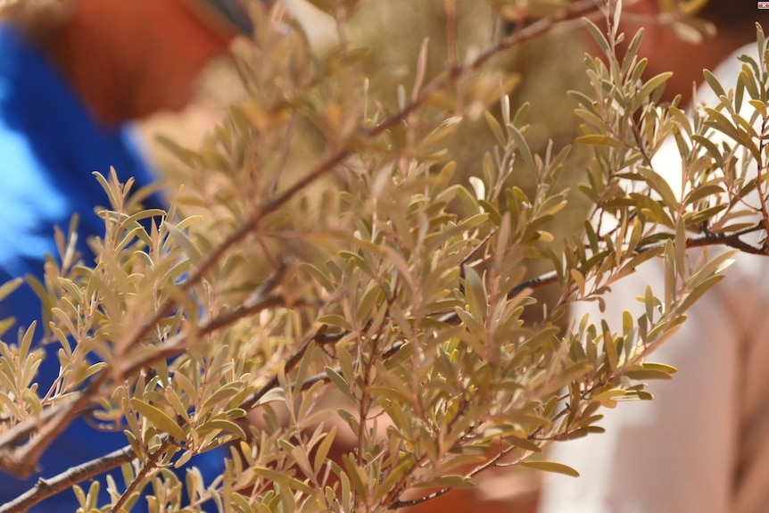 A close up shot of a mulga branch with two men out of focus in the background