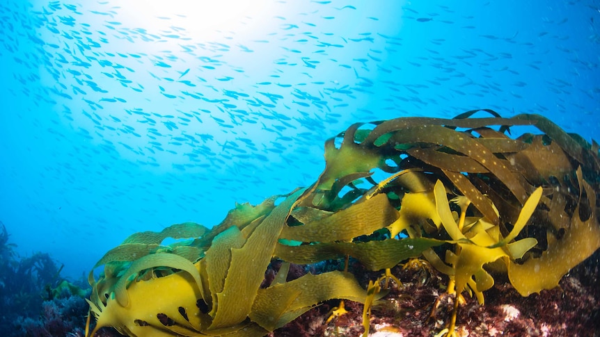 Common kelp is seen on the ocean floor while a school of fish swim above.