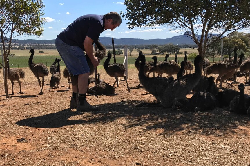 A man in a yard with his young emus. 