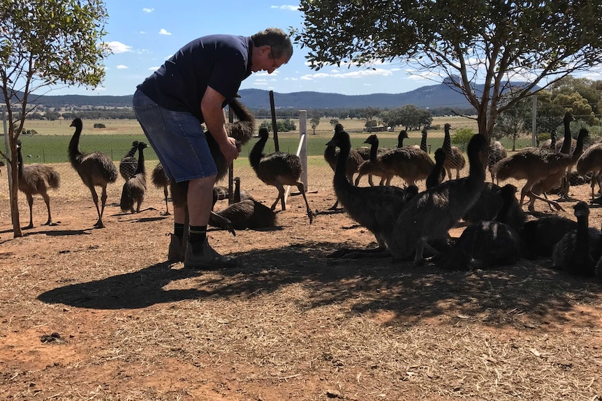 A man in a yard with his young emus. 