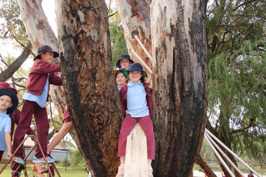 Children sit in the fork of a tree which has timber boards attached and a nearby ladder to help them climb.