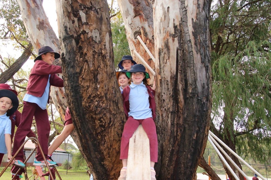 Children sit in the fork of a tree which has timber boards attached and a nearby ladder to help them climb.