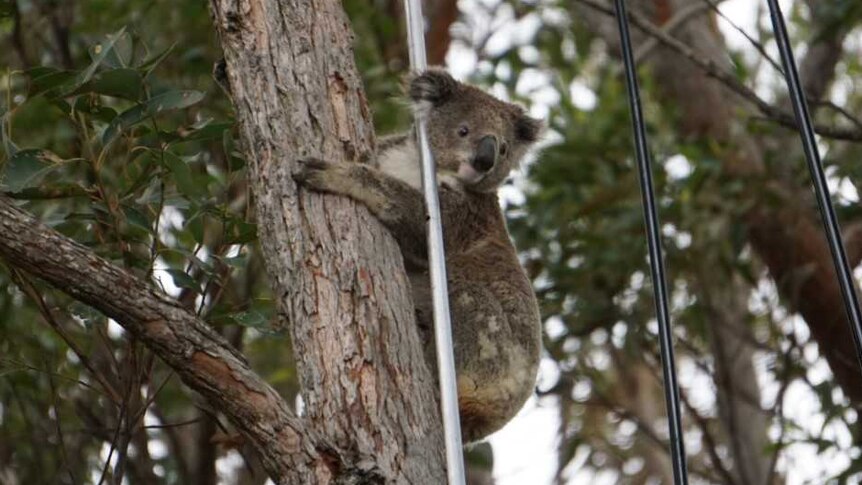 An injured koala clinging to a tree