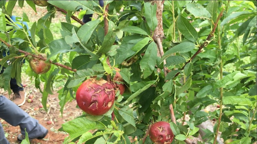 Nectarines destroyed by hail.