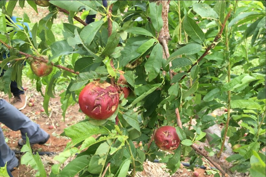 Nectarines destroyed by hail.