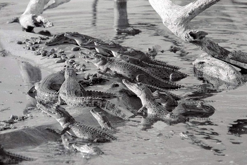 A black-and-white photo of a group of baby crocodiles on a crocodile farm.
