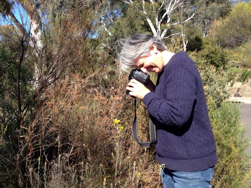 Meredith Cosgrove photographing flowers at the Australian National Botanic Gardens