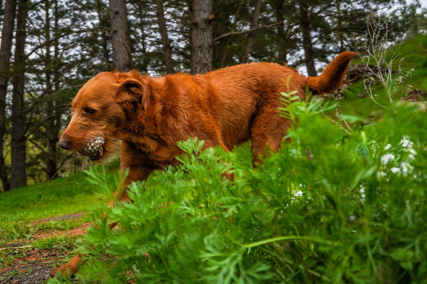 A reddish-brown dog runs through long grass.