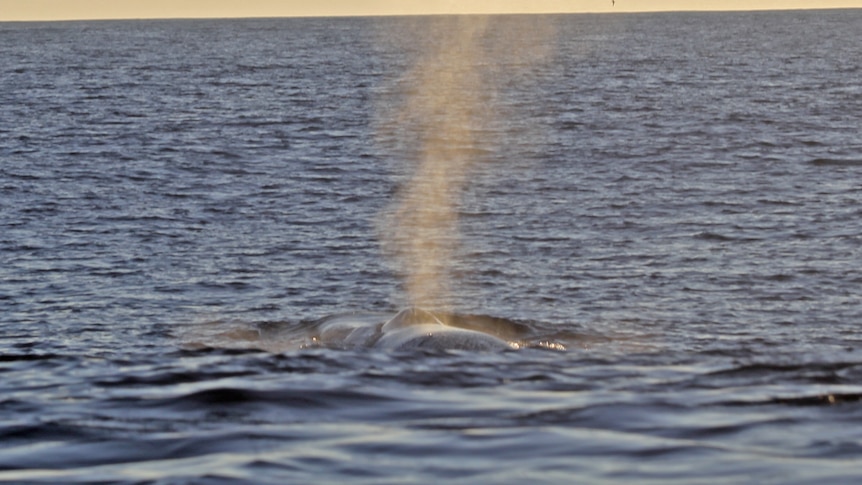 A whale coming up from the ocean, mist above it.