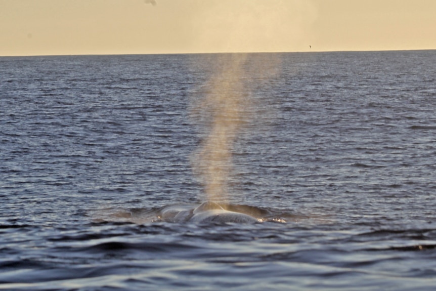 A whale coming up from the ocean.