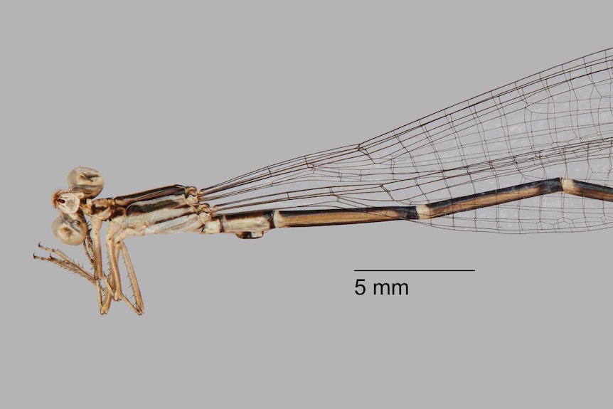 A full length photo of the new species of damselfly which looks similar to a dragon fly but is coloured brown with large wings