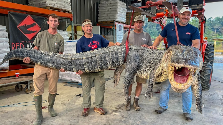 Seven hour fight to nab 364kg record-breaking alligator in Mississippi river