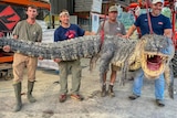 Four men hold a giant dead alligator with its mouth open 
