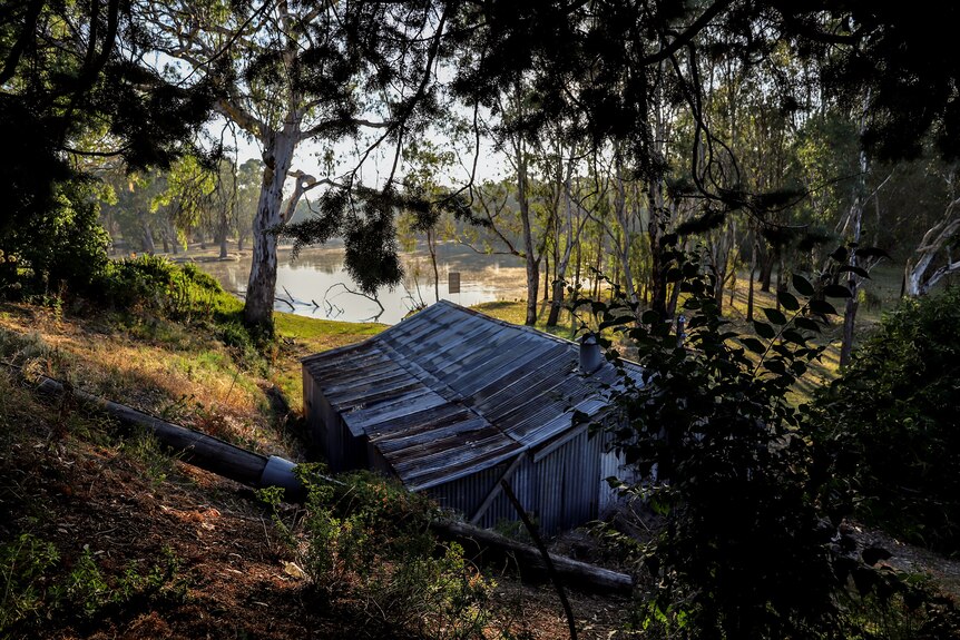 Dilapidated tin shed on banks of murray river, amid overgrowth and towering shady trees