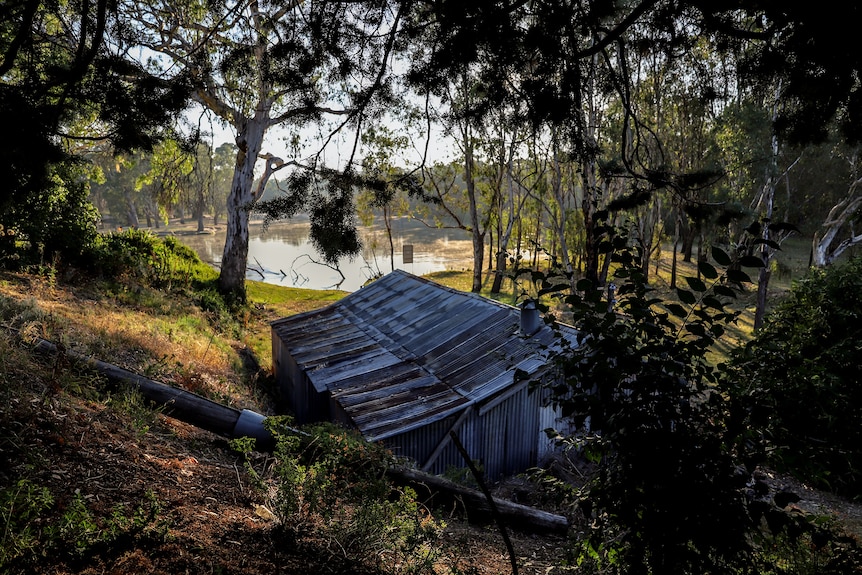 Dilapidated tin shed on banks of murray river, amid overgrowth and towering shady trees