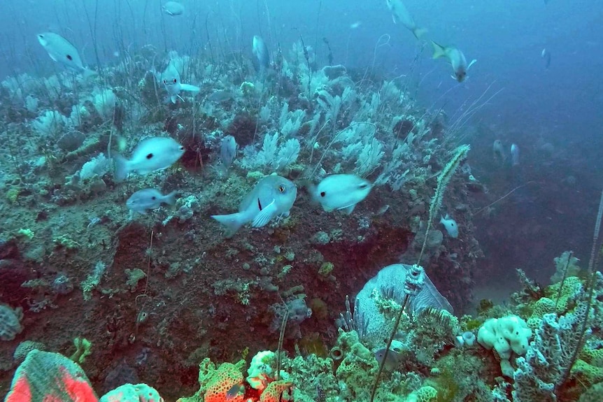 Fish discovered in the deep sea at Wilsons Promontory National Park.