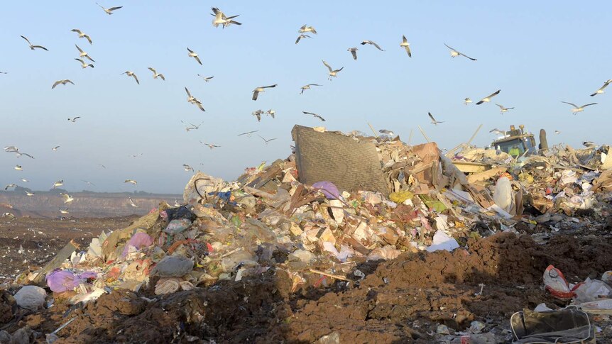 Seagulls fly over high piles of discarded material at the Melbourne Regional Landfill. A man sits in a bulldozer wearing hi-vis.