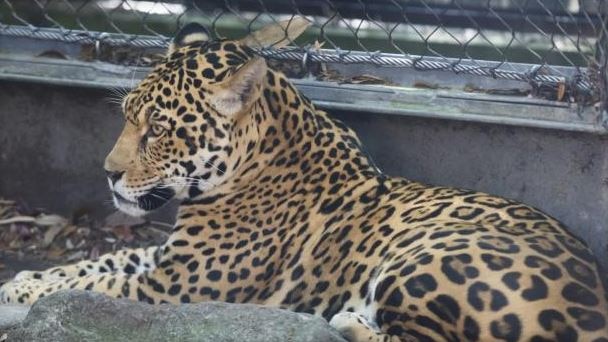 Valerio in New Orleans zoo.