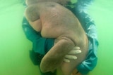 A baby dugong is held up in the water