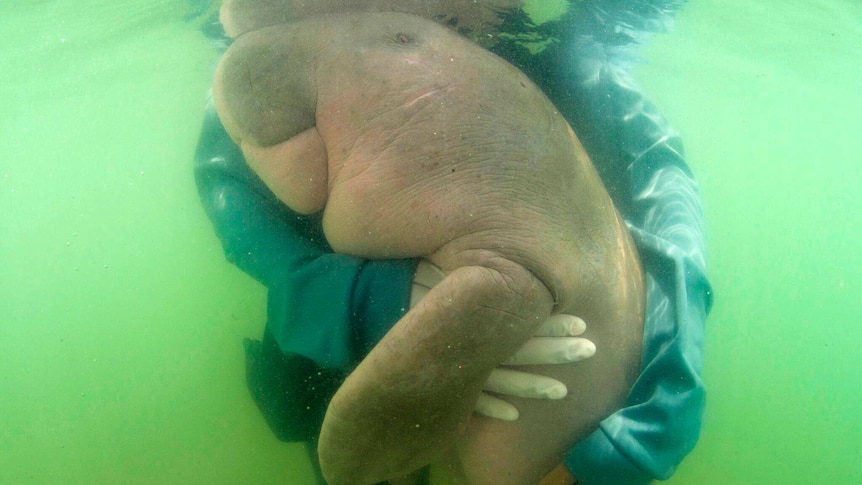 A baby dugong is held up in the water
